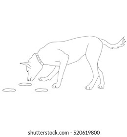 bloodhound, dog,