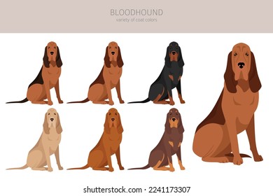 Bloodhound dog  clipart. All coat colors set.  Different position. All dog breeds characteristics infographic. Vector illustration