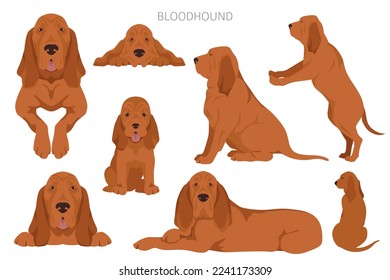 Bloodhound dog  clipart. All coat colors set.  Different position. All dog breeds characteristics infographic. Vector illustration