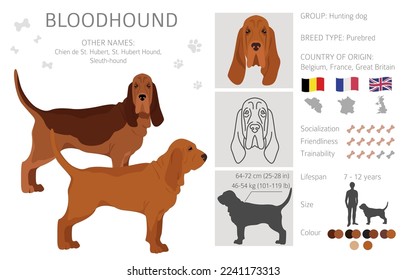 Bloodhound dog  clipart. All coat colors set.  Different position. All dog breeds characteristics infographic. Vector illustration