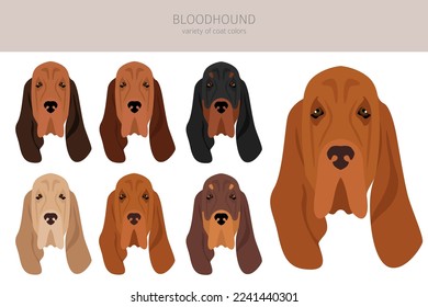 Bloodhound dog  clipart. All coat colors set.  Different position. All dog breeds characteristics infographic. Vector illustration