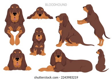 Bloodhound dog  clipart. All coat colors set.  Different position. All dog breeds characteristics infographic. Vector illustration