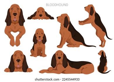 Bloodhound dog  clipart. All coat colors set.  Different position. All dog breeds characteristics infographic. Vector illustration