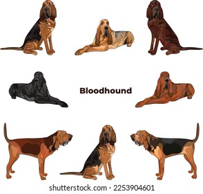 Bloodhound dog colors. Cute dogs characters in various poses, design for print, adorable and cute cartoon vector set, in different poses. Popular colors. Dog Drawing collection set, standing.