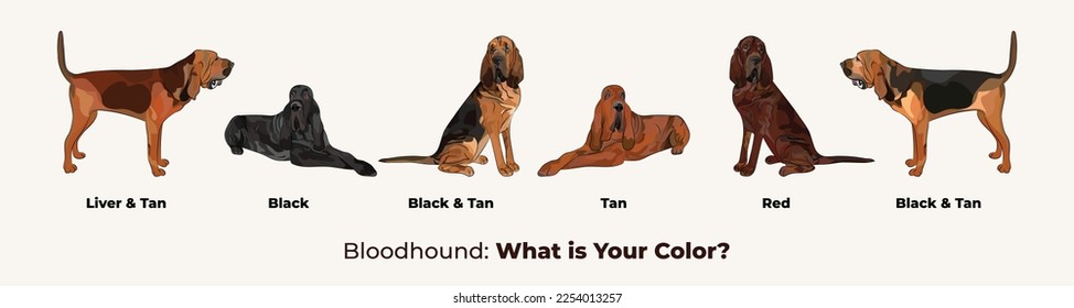 Bloodhound dog colors. Cute dogs characters in various poses, design for print, adorable and cute cartoon vector set, in different poses. Popular colors. Dog Drawing collection set.