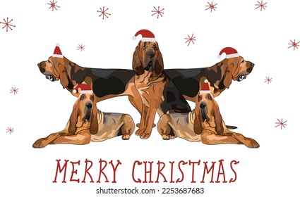 Bloodhound dog drawing. Cute dog characters in various poses, designs for prints, adorable and cute Christmas Bloodhound breed cartoon vector set, in different poses in hats, smiling pet.