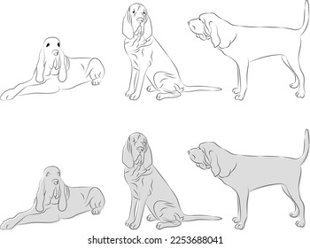 Bloodhound sketch black and white drawing. Cute dog character in a sitting and laying pose, art design for printing. Cute cartoon flat detailed vector silver dog. Pet portrait, outlines, stroke.