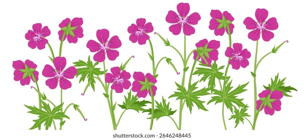 bloody crane's-bill flowers, Geranium sanguineum, vector drawing wild plants at white background, floral elements, hand drawn botanical illustration