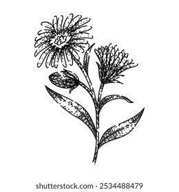 bloom aster hand drawn. petals garden, daisy autumn, wildflower bouquet bloom aster vector sketch. isolated black illustration