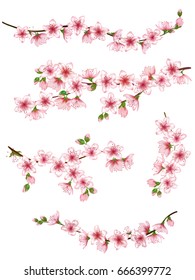 Bloom branch with pink flowers, buds illustration vector collection. Realistic design isolated on white. Blooming cherry tree twigs set, blossom collection. Apple, peach or apricot flowering branches.