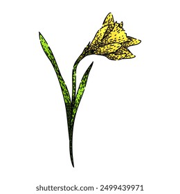 bloom daffodil hand drawn. spring yellow, bulb narcissus, perennial petals bloom daffodil vector sketch. isolated color illustration