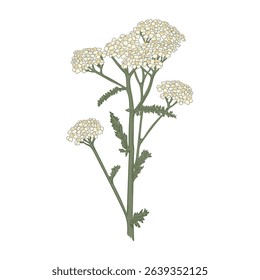 Bloom floral vector illustration isolated on white background. hand drawn yarrow or milfoil.