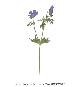 Bloom floral vector illustration isolated on white background. hand drawn yarrow or milfoil.