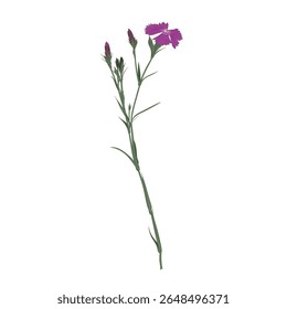 Ilustración vectorial floral de la floración aislada en el fondo blanco. yarrow dibujado a mano o milfoil.