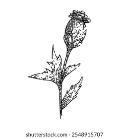 flor marigold mão desenhada. pétalas amarelas, anual perene, tagetes francês flor marigold esboço vetorial. ilustração preta isolada