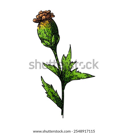 bloom marigold hand drawn. yellow petals, annual perennial, tagetes french bloom marigold vector sketch. isolated color illustration