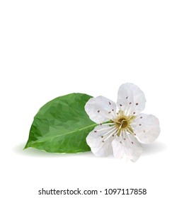 Bloom of pear. Spring flower pear. Elements for label design. Vector illustration. Flower ingredients in triangulation technique. Pear low poly.