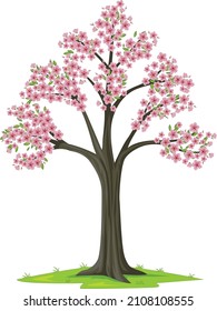 Bloom pink sakura tree on white background