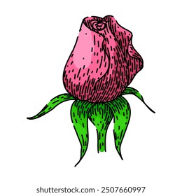 bloom rose flower hand drawn. fragrance thorns, garden pink, yellow bouquet bloom rose flower vector sketch. isolated color illustration