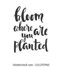 Bloom where you are planted - hand written phrase isolated on white. Vector illustration.