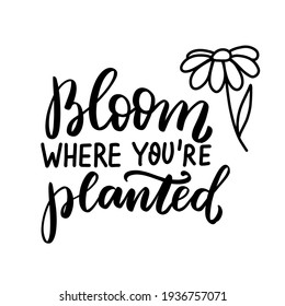 Bloom where you are planted. Hand lettering brush calligraphy bohemian quote with daisy, chamomile. Motivational quote for shirt, woman shirt, wildflowers, meadow flowers design element