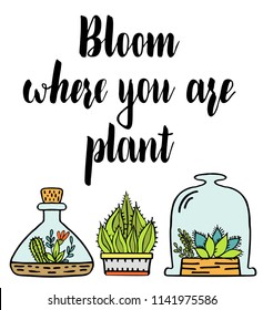 Bloom where you are planted. Lettering quote. A poster with plants. Cacti in pots. Suitable for postcards, posters, T-shirts.