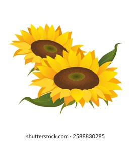 Bloomed sunflower plants with large yellow petals and green leaves isolated on white background.