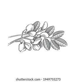 Blooming acacia. Hand drawn engraving style vector illustration.