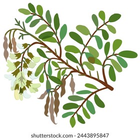 Blooming acacia plant. Vector isolated illustration.
