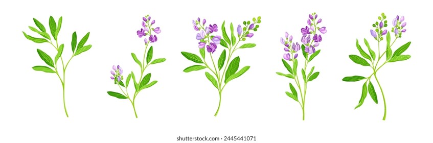 Blooming Alfalfa Plant with Purple Floret and Green Stem Vector Set