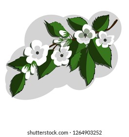 blooming Apple tree