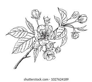 Ilustración vectorial de la rama del árbol de manzanas en flor, en blanco y negro.