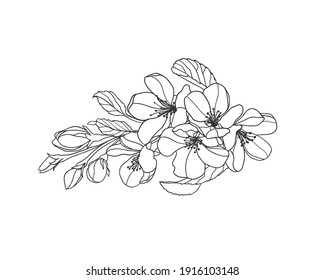 Ilustración vectorial lineal de rama de manzana en flor negro sobre blanco.