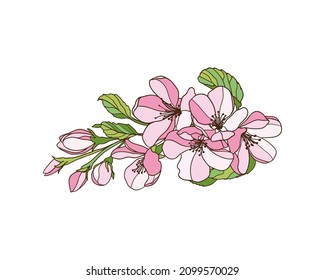 Blühender Apfelbaum-Apfelzweig. Rosa Blumen. Vektorgrafik 