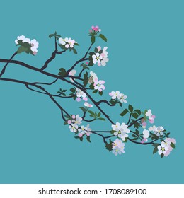 Blooming apple tree branches on blue background, apple blossom realistic flat vector.