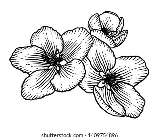 Blooming apple tree flowers. Black and white outline vector illustration isolated over white. Hand drawn nature romantic floral spring drawing.