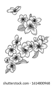 Blooming apple tree flowers. Black and white outline vector illustration isolated over white. Hand drawn nature romantic floral spring drawing.