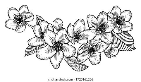 Blooming apple tree flowers. Black and white outline vector illustration isolated over white. Hand drawn nature romantic floral spring drawing.