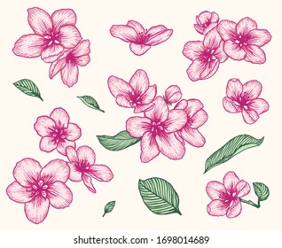 Flores y hojas de manzano en flor. Ilustración vectorial rosa aislada sobre blanco. Dibujo a mano naturaleza romántico de resorte floral.