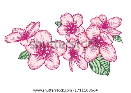 Blooming apple tree flowers. Pink vector illustration isolated over white. Hand drawn nature romantic floral spring drawing.