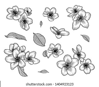 Blooming apple tree flowers set. Black and white outline vector illustration isolated over white. Hand drawn nature romantic floral spring drawing.