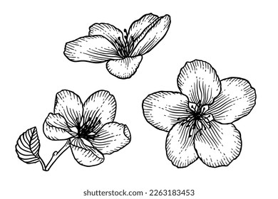 Blooming apple tree flowers set. Black and white outline vector illustration isolated over white. Hand drawn nature romantic floral spring drawing collection