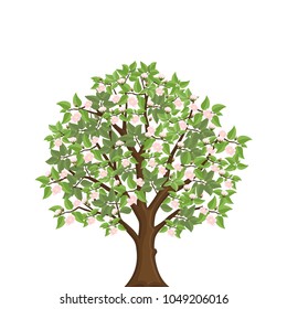 Blooming apple tree. Spring tree with pink flowers. Isolated vector illustration.