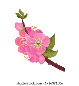 Blooming Apricot Tree Branch with Flower Buds Vector Illustration