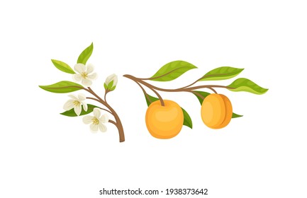 Blooming Apricot Tree Branch with Flower Buds and Ripe Drupe Fruit Vector Set