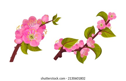 Blooming Apricot Tree Branch with Pink Flower Buds and Green Leaf Vector Set