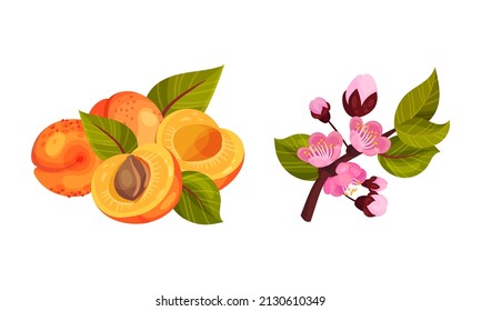 Blooming Apricot Tree Branch with Pink Flower Buds and Drupe Fruit Vector Set