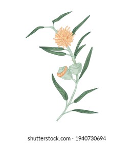 Flor de eucalipto australiano floreciente con brotes, burgueses y hojas. Elemento botánico de color en estilo retro. Ilustración vectorial dibujada a mano aislada en fondo blanco