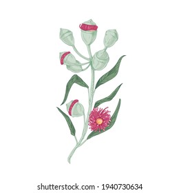 Blühende australische Eukalyptusblume mit Blättern, blühenden und ungeöffneten Blütenknospen. Handgezeichnetes botanisches Element im Retro-Stil. Farbige Vektorgrafik einzeln auf weißem Hintergrund