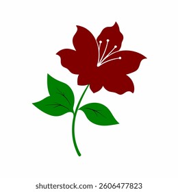 Blooming Azalea flower on white background
